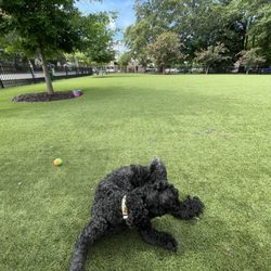 Mixson Avenue Dog Park
