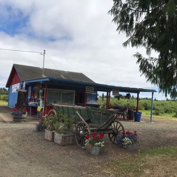 Black River Blues Blueberry Farm - undefined - Farmers Market Near Me - Rochester, Washington Black River Blues Blueberry Farm - undefined - Farmers Market Near Me - Rochester, Washington