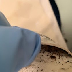 Affordable Bed Bug Exterminators