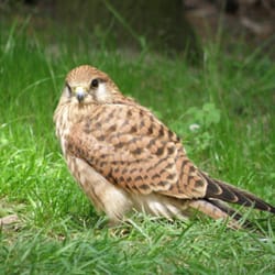 Wildpark Gangelt