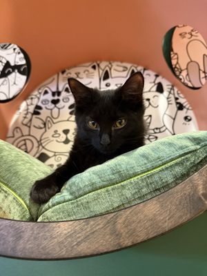 Catfeine Cat Cafe by null