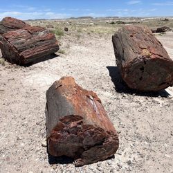 Rainbow Forest Museum And Visitor Center - Giant Logs Trail
