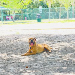 Canine Club Dog Park