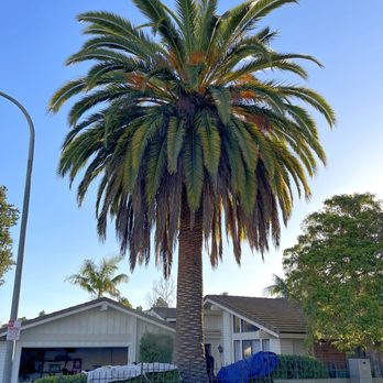 Orange County Tree Services - Canary Island Date Palm: Before - Tree Services Near Me Orange County Tree Services - Canary Island Date Palm: Before - Tree Services Near Me