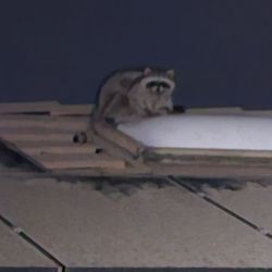 Animal Capture Wildlife Control - Raccoon at play on my roof