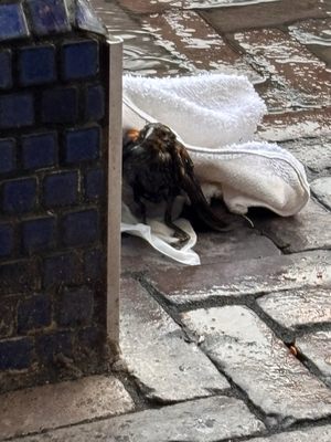 Il Rione by null Il Rione by null