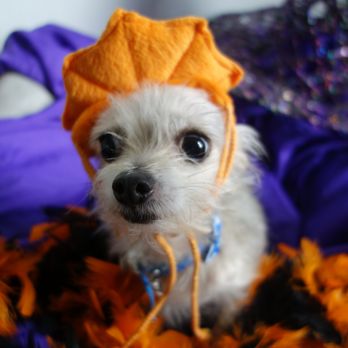 pooch palace long point road