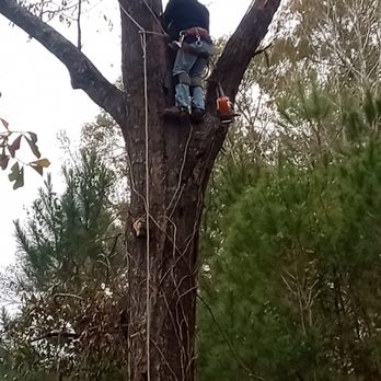Maddox and Son's Tree Service - Charles maddox at work - Tree Services Near Me - Vidor, Texas Maddox and Son's Tree Service - Charles maddox at work - Tree Services Near Me - Vidor, Texas
