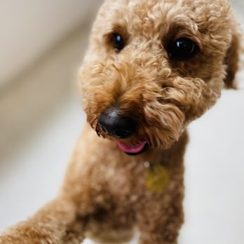 Dozo Dog - A photo of remi taken at daycare! - Pet Groomers Near Me - Astoria, New York Dozo Dog - A photo of remi taken at daycare! - Pet Groomers Near Me - Astoria, New York