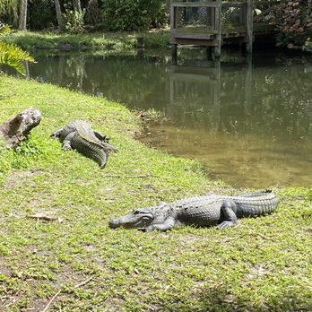 Brevard Zoo - Alligator - Zoos Near Me - Melbourne, Florida Brevard Zoo - Alligator - Zoos Near Me - Melbourne, Florida
