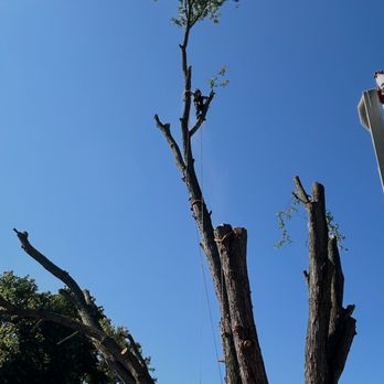 Sheps Tree Service - Tree Services Near Me Sheps Tree Service - Tree Services Near Me