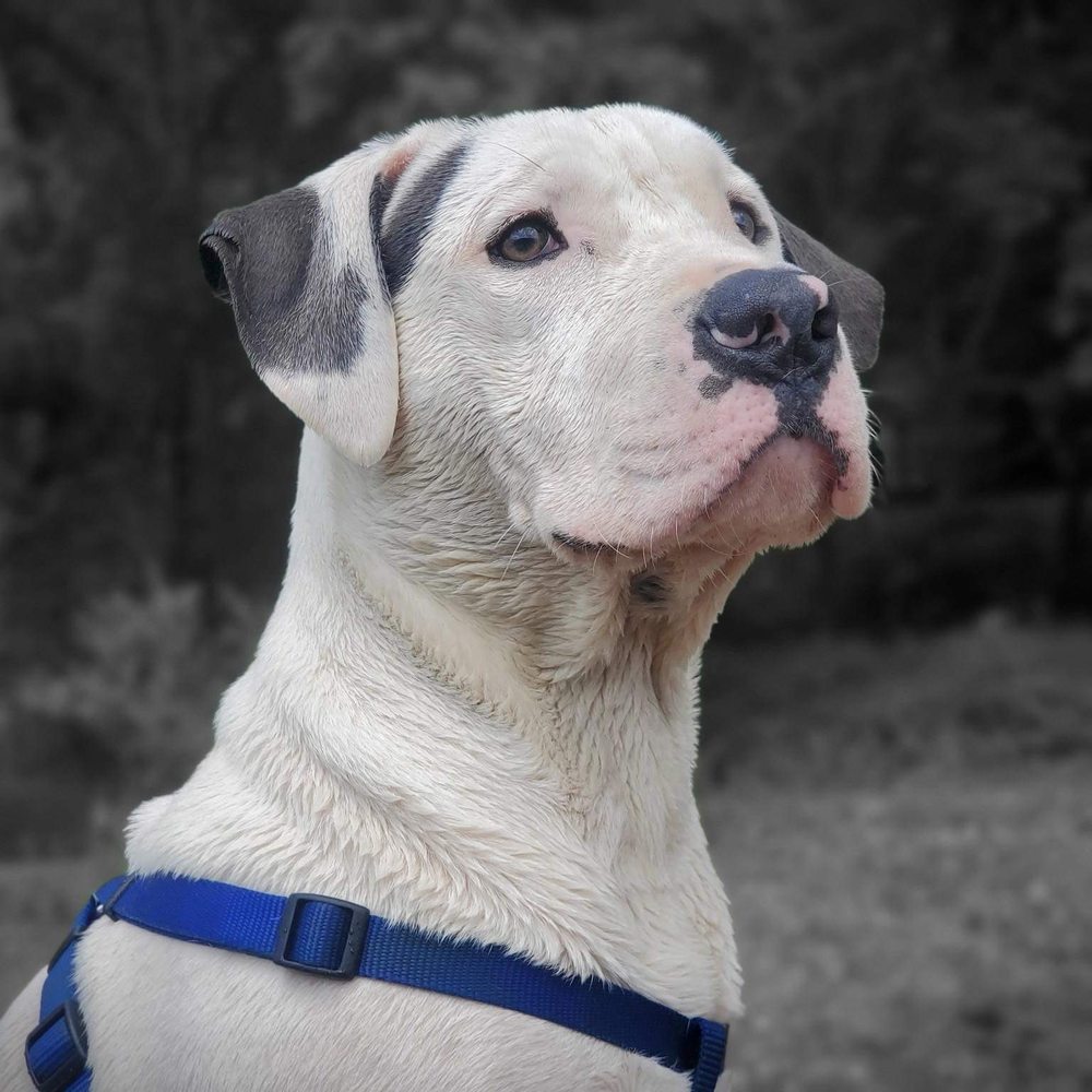 Australian cattle dog cross hi-res stock photography and images - Alamy, image size:1000x1000