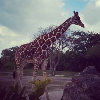 Zoo Miami - Giraffe - Zoos Near Me - Miami, Florida Zoo Miami - Giraffe - Zoos Near Me - Miami, Florida