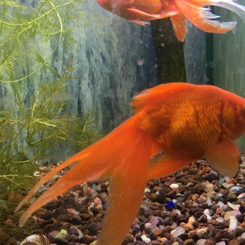 Farmland Pets And Feed - Goldfish with ich 2 - Horse Equipment Shops Near Me - Silverdale, Washington Farmland Pets And Feed - Goldfish with ich 2 - Horse Equipment Shops Near Me - Silverdale, Washington