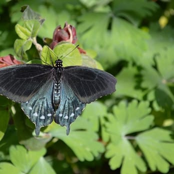Marshall Butterfly Pavilion - Botanical Gardens Near Me - Phoenix, Arizona