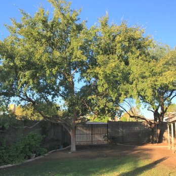 ArborCraft Tree Service - We still have shade, and a bit more light. - Tree Services Near Me - Phoenix, Arizona