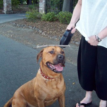 Reunion Rescue - Animal Shelters Near Me