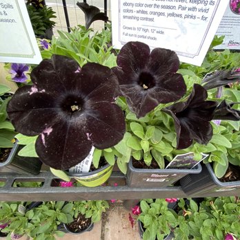 Avantgarden - Beautiful petunia - Nurseries & Gardening Near Me - Auburn, California