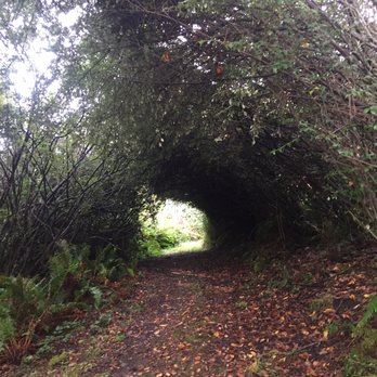Crescent Beach - Forest Tunnel - Beaches Near Me