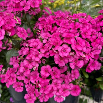 Birchwood Nipomo - a bunch of pink flowers - Nurseries & Gardening Near Me - Nipomo, California
