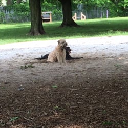 Candlewoof Dog Park - Rayne is a 7 month old black lab that loves this park, and all the pups that come here! She will make anyone feel at home here!