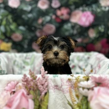 Puppy Time Puppies - Pet Stores Near Me - Scottsdale, Arizona Puppy Time Puppies - Pet Stores Near Me - Scottsdale, Arizona