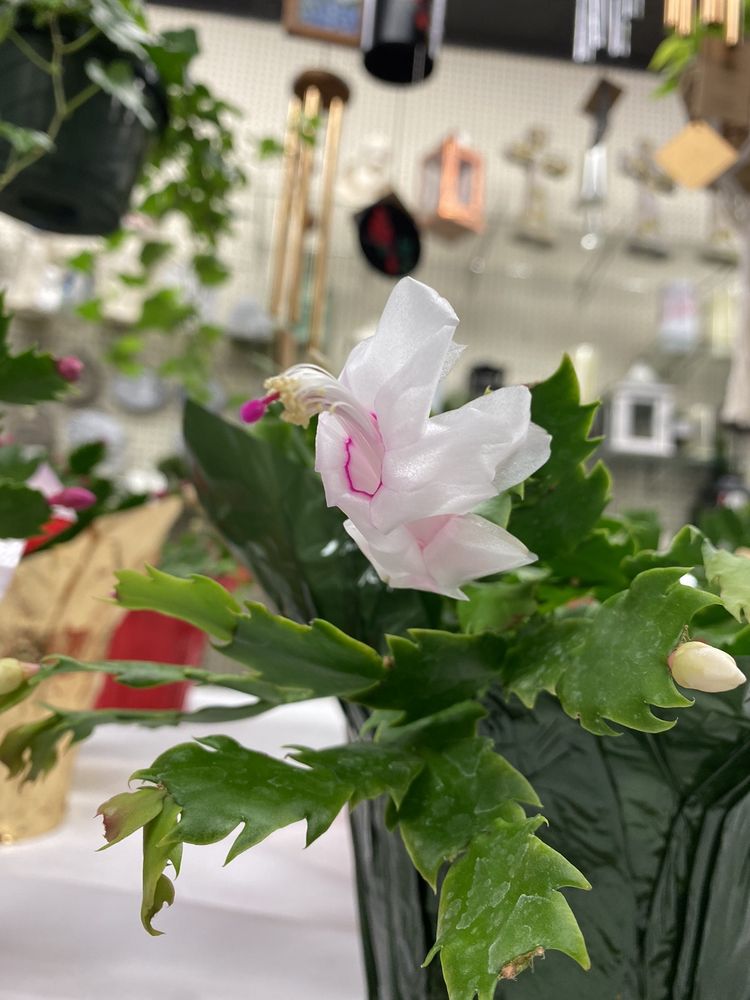 ECHTER’S GREENHOUSES Updated July 2024 28 Photos 1018 3rd Ave