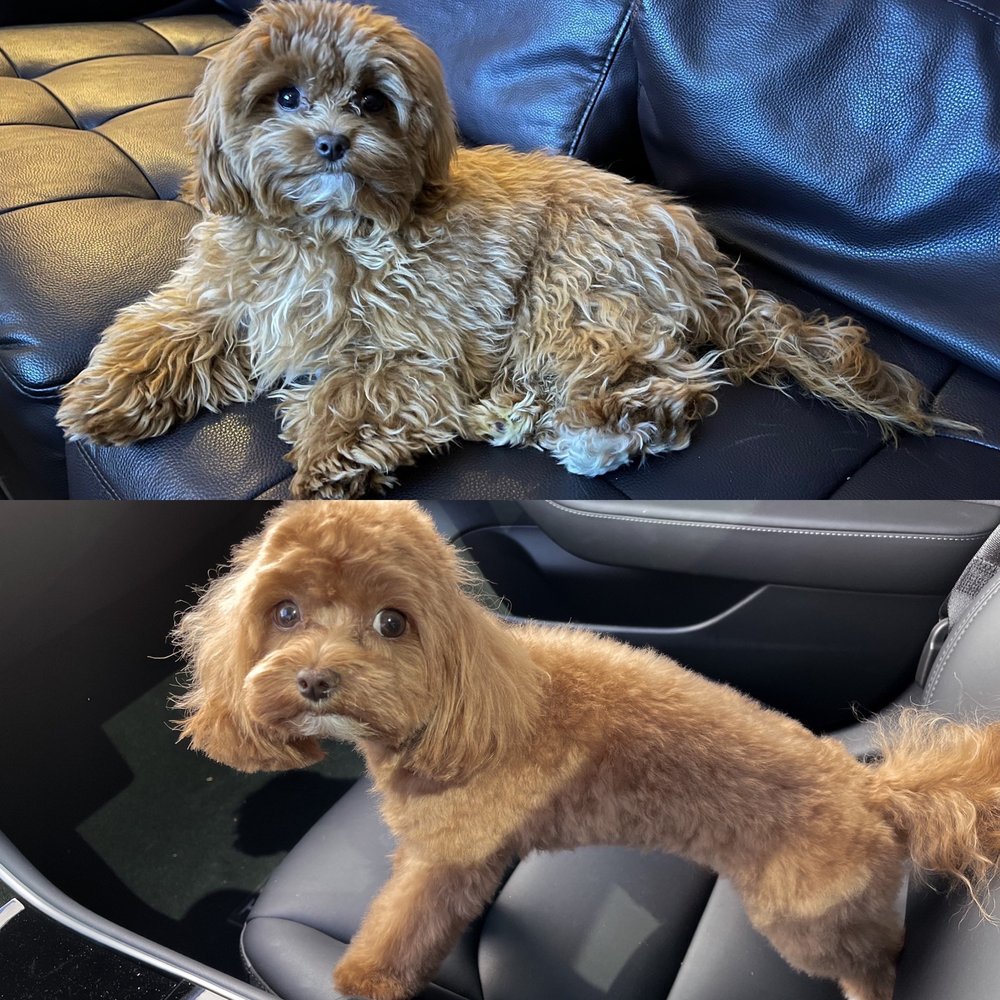 Captain Jack's Grooming