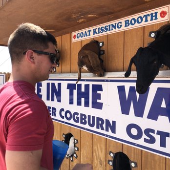 Rooster Cogburn Ostrich Ranch - The wall of goats - Petting Zoos Near Me - Picacho, Arizona Rooster Cogburn Ostrich Ranch - The wall of goats - Petting Zoos Near Me - Picacho, Arizona