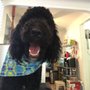Photo of Groomery