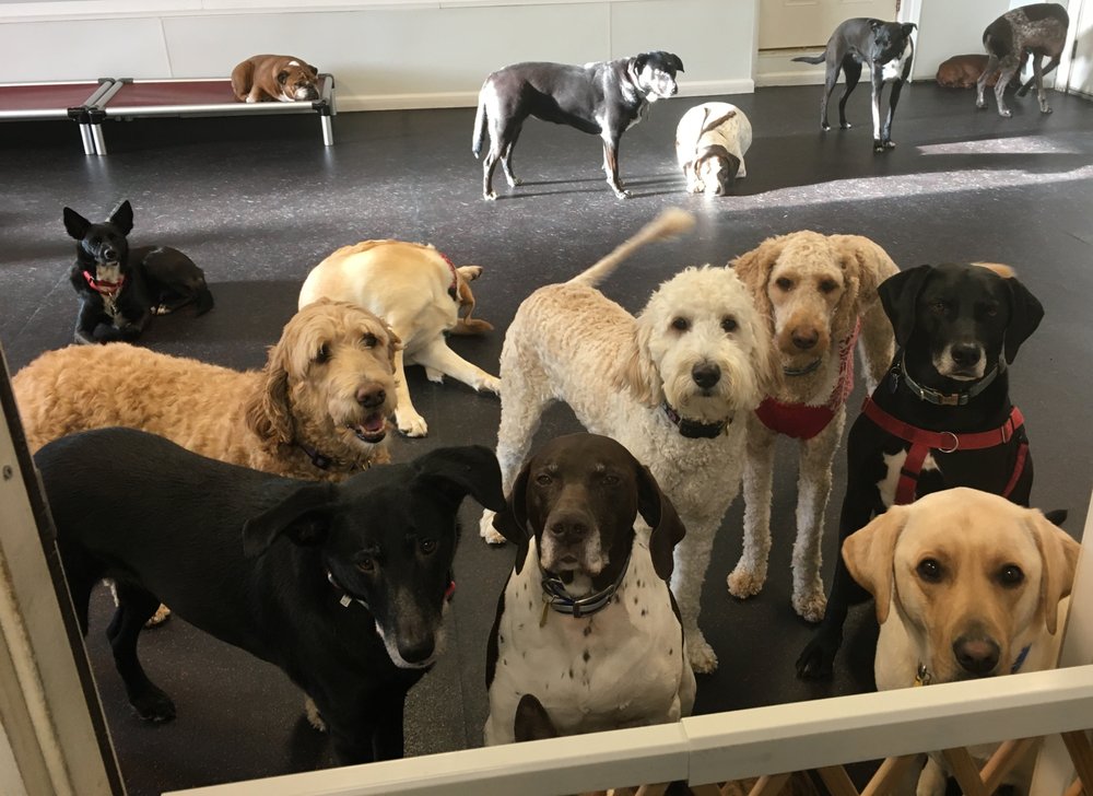 LUCYS DOG DAYCARE Updated May 2024 11 Reviews 296 Shawsheen Ave