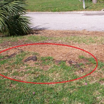 Bam's Tree Service - Tree Services Near Me - Seminole, Florida