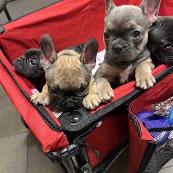 Willow Creek Veterinary Clinic - happy baby clients of Dr T! - Veterinarians Near Me - Folsom, California Willow Creek Veterinary Clinic - happy baby clients of Dr T! - Veterinarians Near Me - Folsom, California