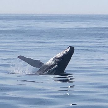 Cape Ann Whale Watch - Boat Charters Near Me - Gloucester, Massachusetts