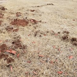 Bare Foot Turf - Mole damage.