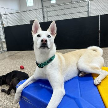 Home Away From Home - Pet Boarding Near Me - Fargo, North Dakota Home Away From Home - Pet Boarding Near Me - Fargo, North Dakota
