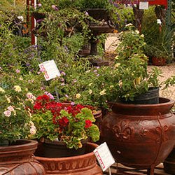 Blue Water Nursery and Irrigation