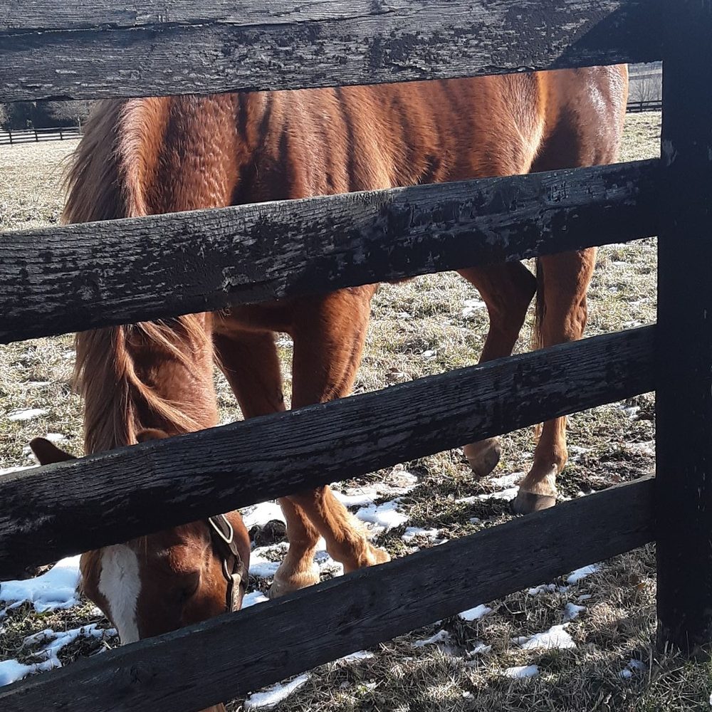 Adena Springs Barns - Horse Boarding Near Me - Midway, Kentucky