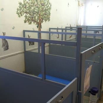Rabbit Rescue - Boarding pens (they have two pens with really tall doors for those buns who like to jump alot !) - Animal Shelters Near Me - Paramount, California Rabbit Rescue - Boarding pens (they have two pens with really tall doors for those buns who like to jump alot !) - Animal Shelters Near Me - Paramount, California
