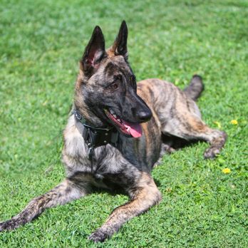 Von Falconer K-9 Training - Sabre - 6mo DS - Pet Training Near Me - Santa Cruz, California Von Falconer K-9 Training - Sabre - 6mo DS - Pet Training Near Me - Santa Cruz, California