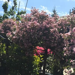 Paramount Plants & Gardens - Rhaphiolepis Indica Springtime - shaped as topiary