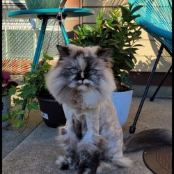 Pom Pom Grooming - Recent photo of Tila after a PROPER haircut with an experienced cat groomer (not Pom)