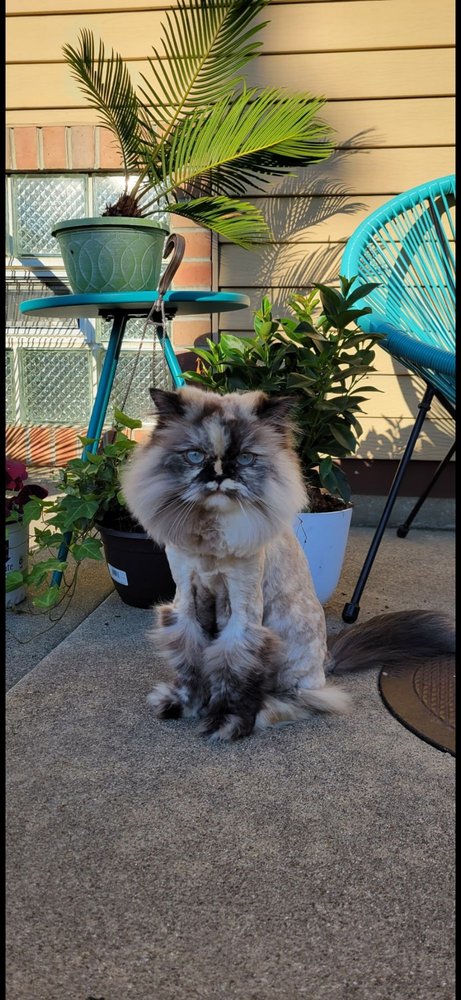 Pom Pom Grooming Image