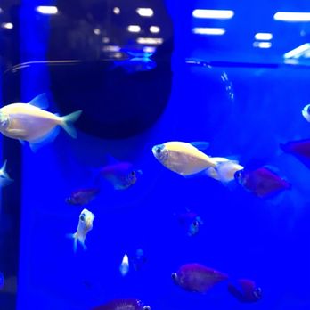 Petco - Pet Stores Near Me - North Riverside, Illinois Petco - Pet Stores Near Me - North Riverside, Illinois