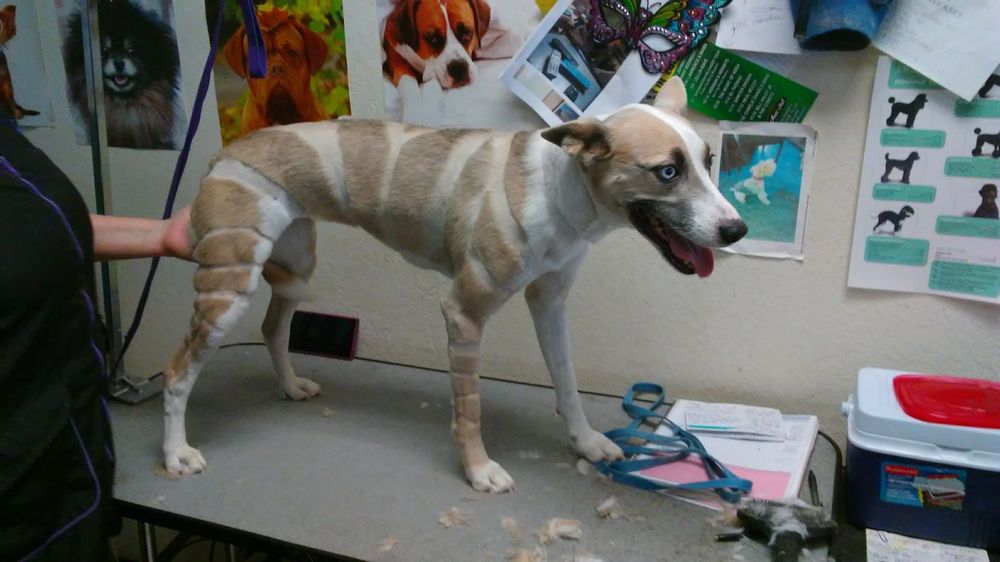 ALL PAWS GROOMING & PETSITTING Updated July 2024 79 Photos & 18