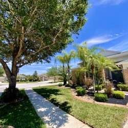 Luxe Landscapes - View of the tree trimmed and front yard of sod replaced.