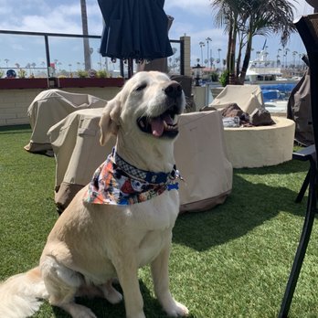 Bark and Bathe Pet Salon - Chase and Alice love getting groomed at bark and Bathe - Pet Groomers Near Me - Ventura, California Bark and Bathe Pet Salon - Chase and Alice love getting groomed at bark and Bathe - Pet Groomers Near Me - Ventura, California