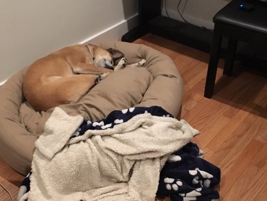 For Your Dogs Only - FYDO Manufacturer of pet beds by null