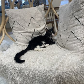 KitTea - Pet Adoption Near Me - San Francisco, California
