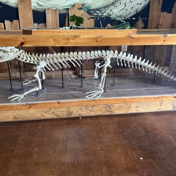 Gator Country - Zoos Near Me - Beaumont, Texas